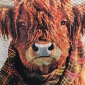 Closeup of Highland cow