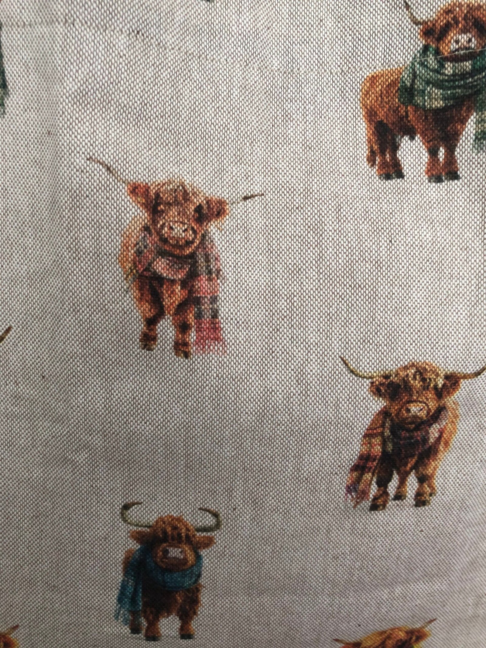 Closeup of mini cows